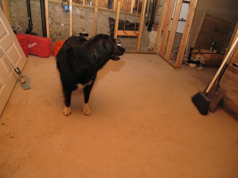 IMG_2083.JPG - He likes the basement better. Cool. Quiet. Solid.