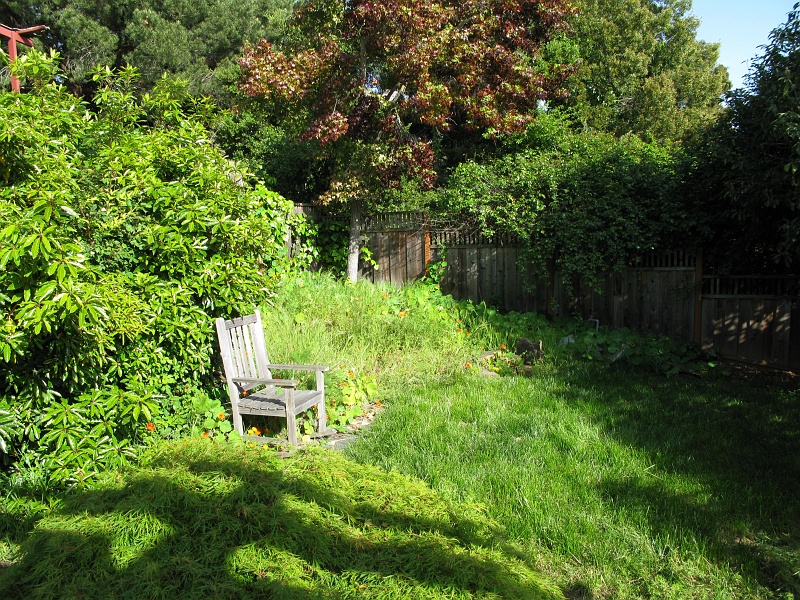 IMG_2175.JPG - Weeds are outta control in the back corner.