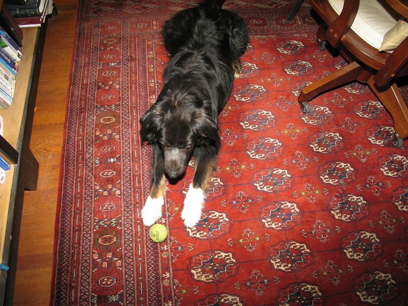 IMG_2224.JPG - Schaefer was nosing at the drywall while i was gone.