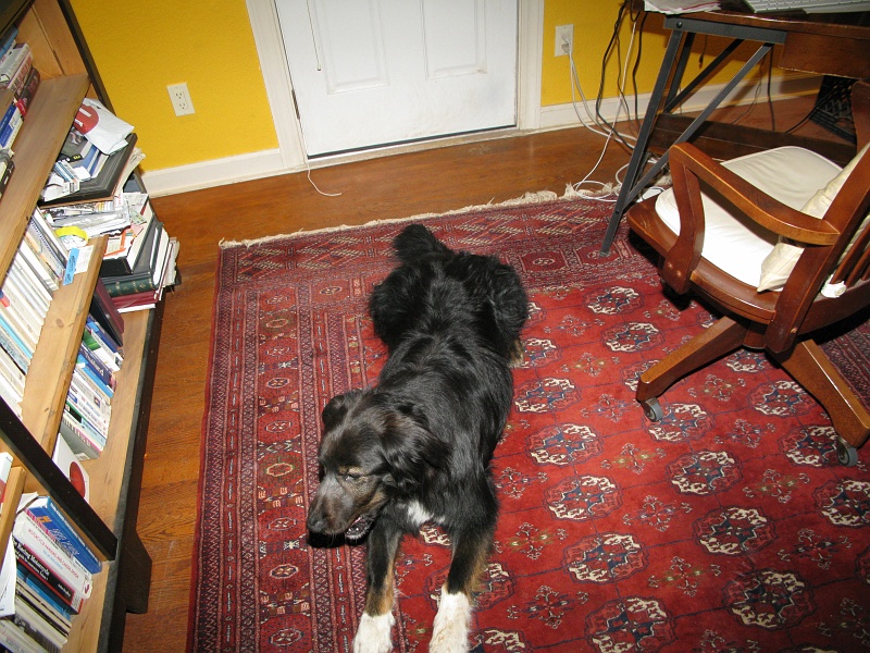 IMG_2226.JPG - White band clearly visible across his snout.