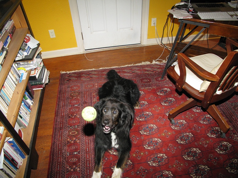 IMG_2227.JPG - Dogs do not dwell in the past.