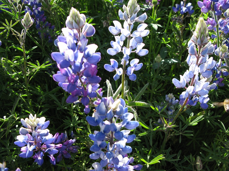 IMG_2248.JPG - Lots of these guys in bloom.