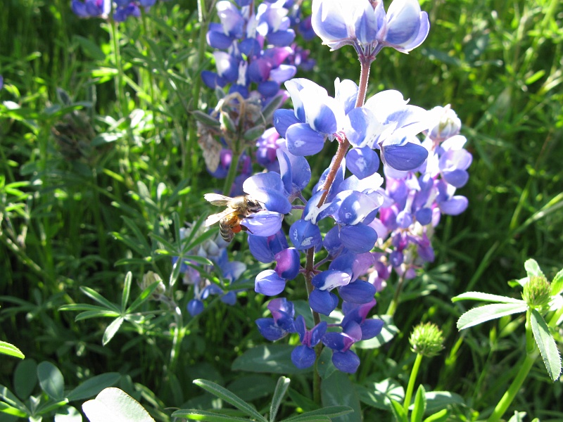 IMG_2249.JPG - Honey bee doing his thing.