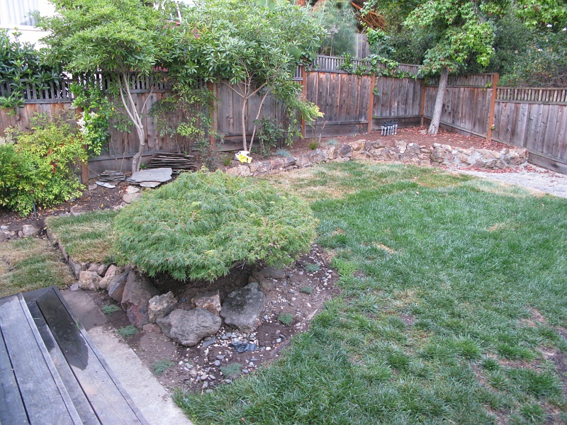 IMG_2564.JPG - Added some Woolly Thyme under the dwarf maple, and some grasses under the rose bushes.