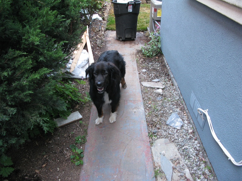 IMG_2574.JPG - Schaefer likes it.