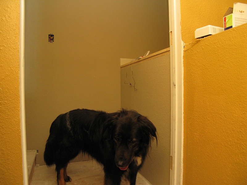 IMG_2630.JPG - Check out Schaefer's racing stripe he got from lying against a freshly painted baseboard.