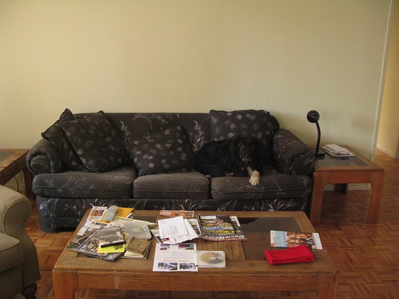 IMG_2842.JPG - Schaefer makes himself at home on Pete's couch.