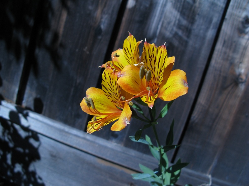 IMG_2875.JPG - At least one of the plants didn't die when I was gone for a week.