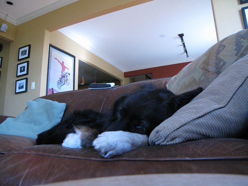 IMG_2907.JPG - Or does that make it a repose, in several senses.