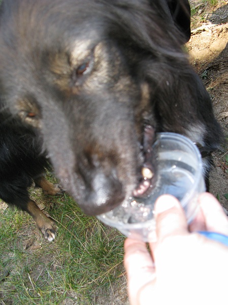 IMG_3017.JPG - Cool drink for hot pups.