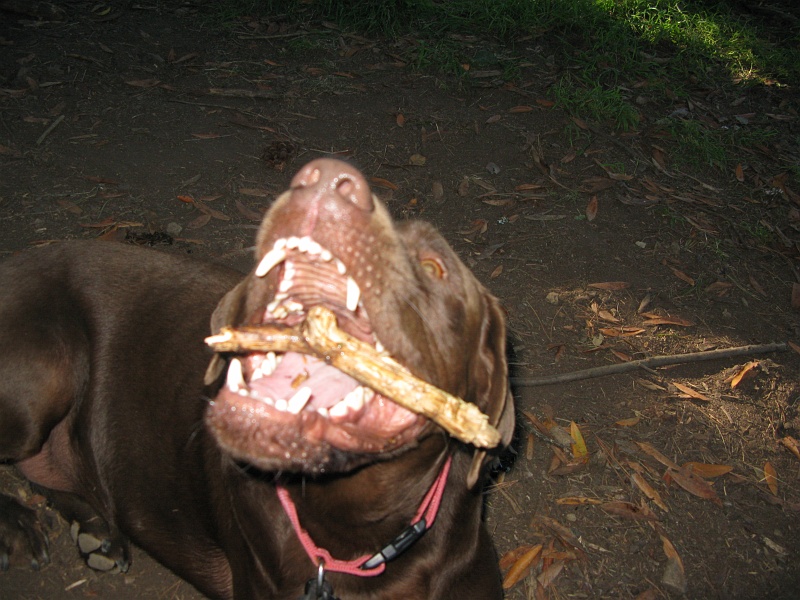 IMG_3022.JPG - Jack noms a stick.