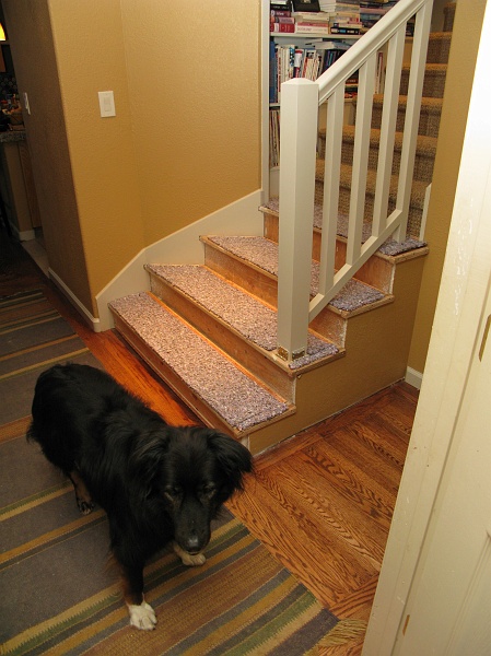 IMG_3072.JPG - Hmm. Carpet came up 4 stairs short. Schaefer can't bear to look.