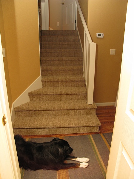 IMG_3104.JPG - Schaefer likes all forms of carpet.