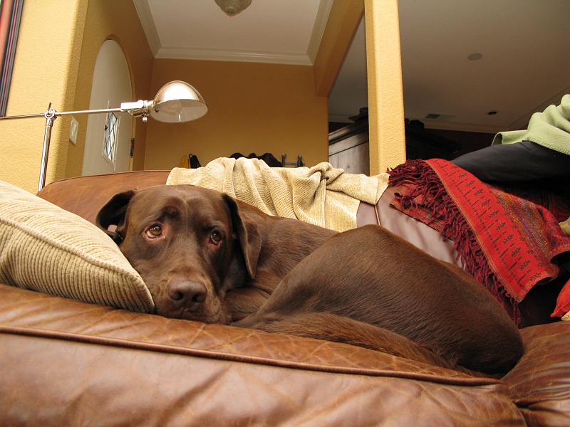IMG_3185.JPG - Flash.  Jack doesn't have a double coat like Schaefer so he looks kind of cold sometimes.