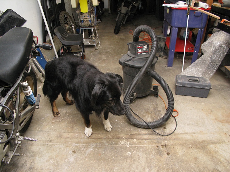 IMG_3189.JPG - The shop vac. Schaef is surprisingly tolerant of it.
