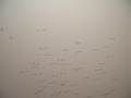 IMG_3245