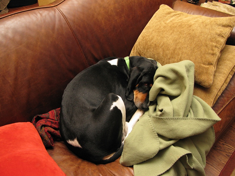 IMG_3334.JPG - She likes a) running free and b) curling up on a couch with some warm blankies.