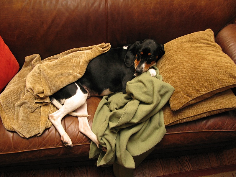 IMG_3335.JPG - Boy did she not want to leave that spot.