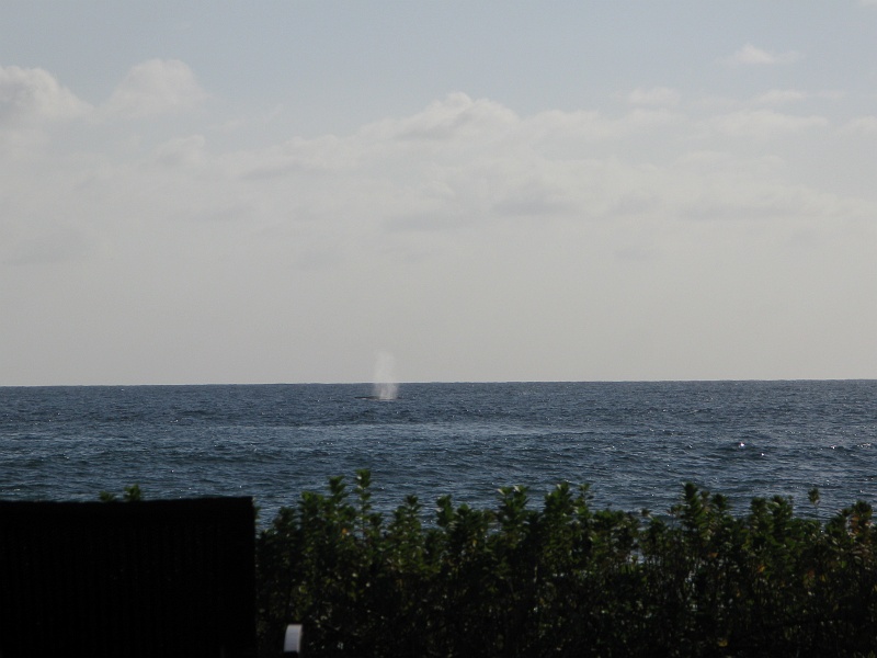 IMG_3376.JPG - Whales are a frequent sight passing back and forth, spouting, slapping flippers or breaching.
