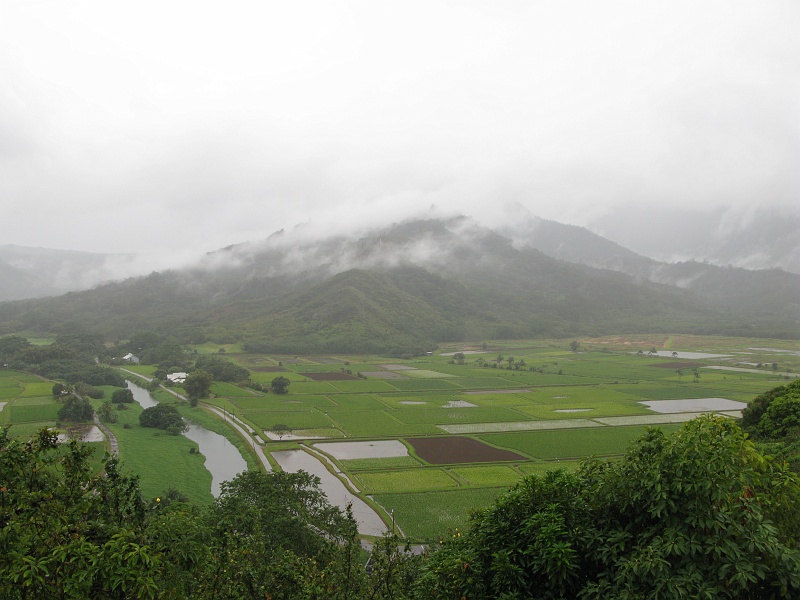 IMG_3461.JPG - Wailau continued. Too bad you can't see the taller hills obscured by the mist.