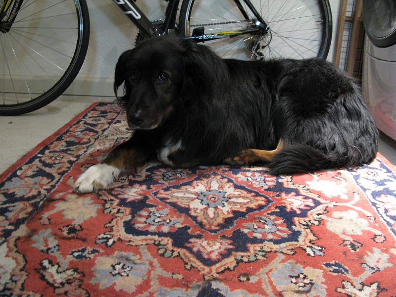 IMG_3507.JPG - Schaefer seeks a rare bit of comfort.