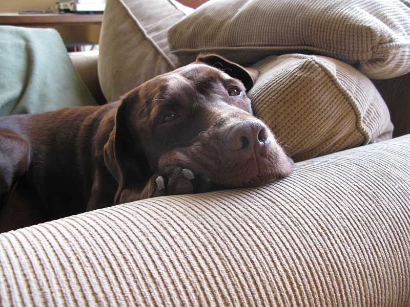 IMG_3513.JPG - Although he frequently has both paws up under his head, hooked over the arm of the chair.