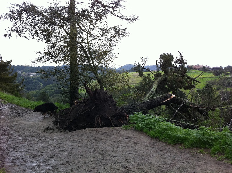 IMG_0391.JPG - Waterlogged ground. Tree fall down go boom.