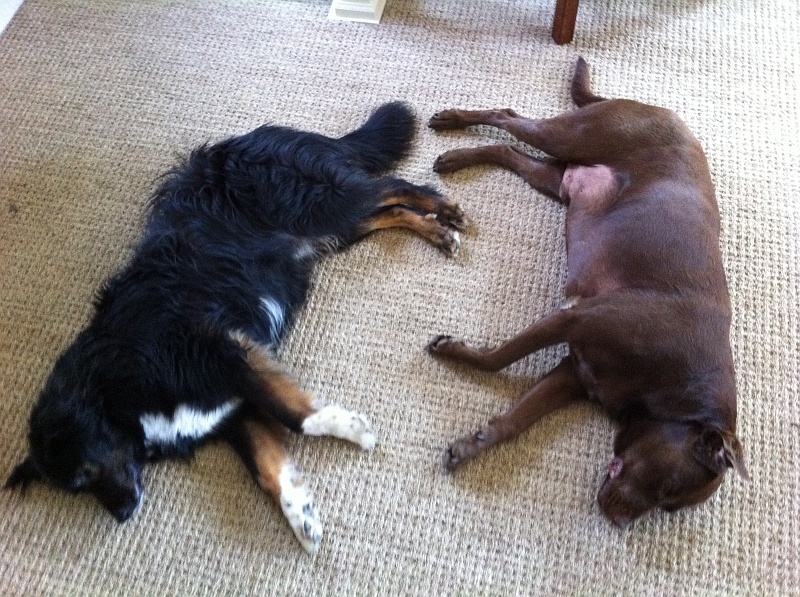 IMG_0413.JPG - Play play play then flop.