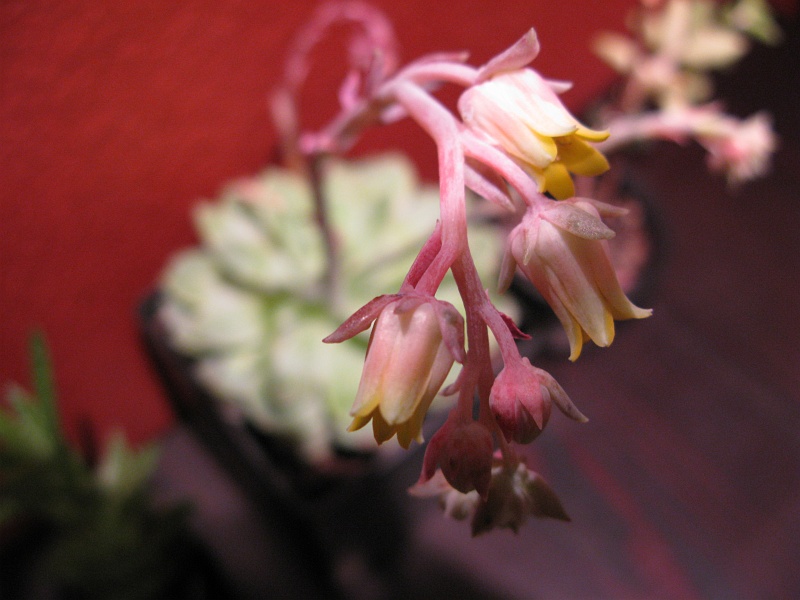 IMG_3768.JPG - More macro.