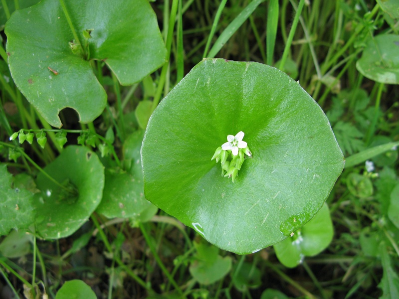 IMG_3774.JPG - Miners lettuce. Edible. Abundant along the trails this spring.