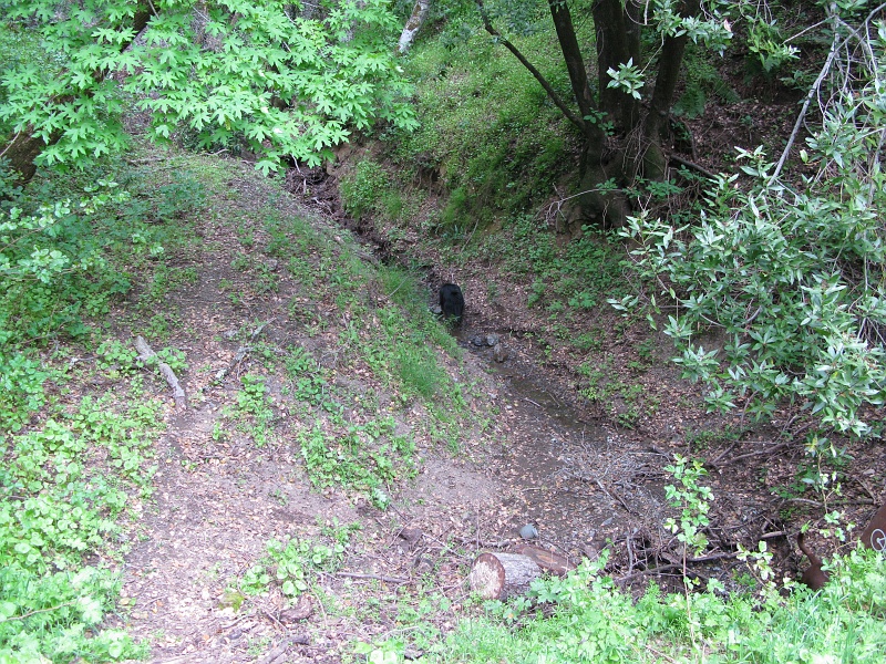 IMG_3777.JPG - Fresh groundwater equals happy dogs. Note Jack tail way down in the lower right corner peeking into the culvert that runs under the trail.