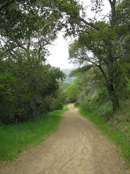 IMG_3782.JPG - Looking back down the trail. Steep hill.