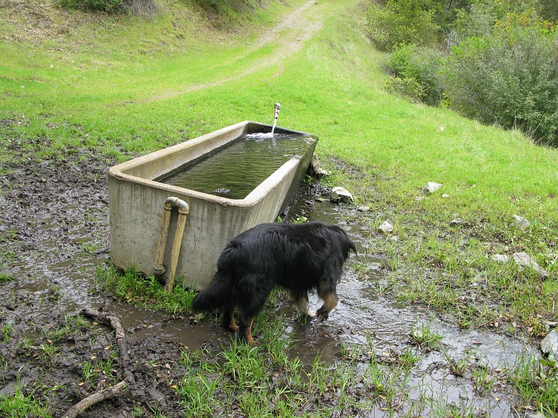 IMG_3783.JPG - Stromer Spring. Plenty of water alright.