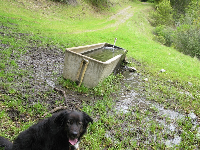 IMG_3787.JPG - But I took a bath last Saturday, he says.