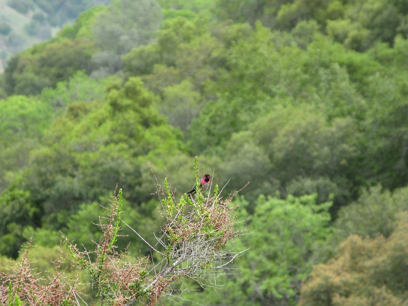 IMG_3794.JPG - Hummingbird poses just long enough for a portrait.