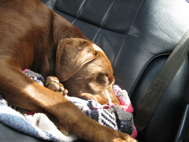 IMG_3798.JPG - Tuckered.
