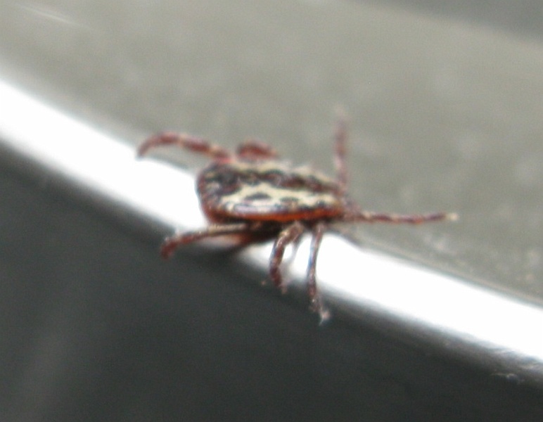 IMG_3800.JPG - Getting the markings from several angles.