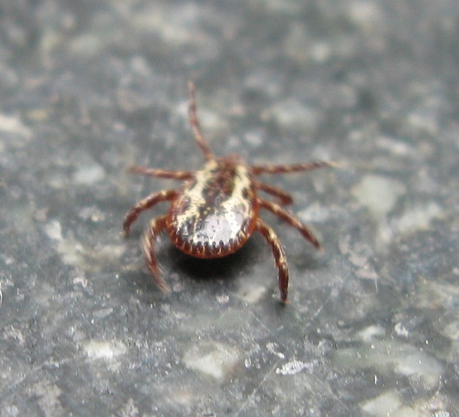 IMG_3801.JPG - This little jerk stowed away after crawling into my pants. Getting kind of personal there bucko.