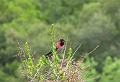 hummingbird