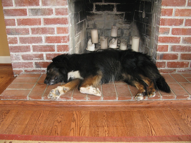 IMG_3829.JPG - 4 miles of hilly trail at 9:30 pace. Pooped. Loves him some cool bricks to lie on.