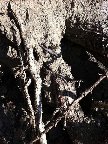 IMG_0466.JPG - Several of these common lizards were sunning themselves on the recently upturned roots of this tree.