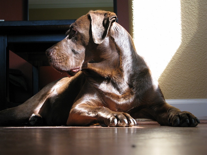 IMG_3833.JPG - Maybe the neighbors need to be barked at.