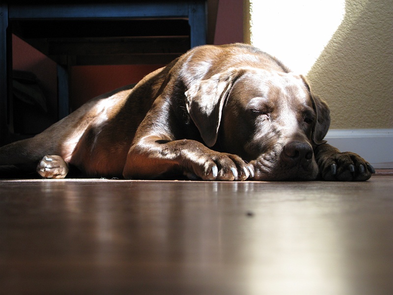 IMG_3835.JPG - False alarm. Resume napping.