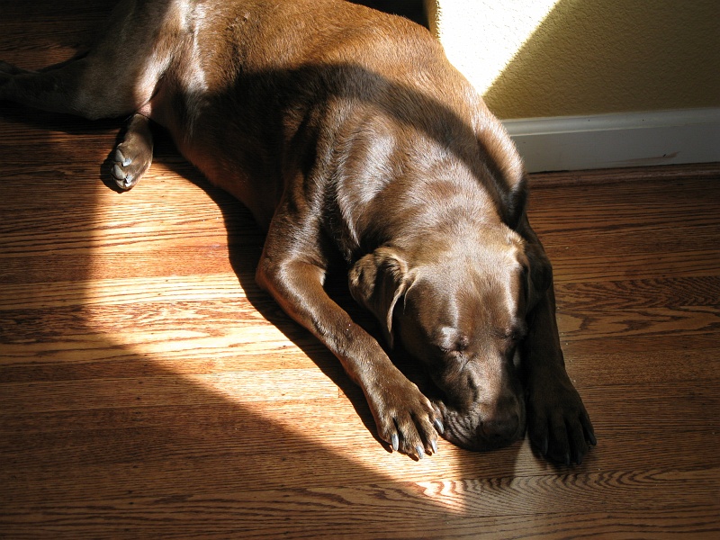 IMG_3837.JPG - Sun is best for napping on a cool spring day.