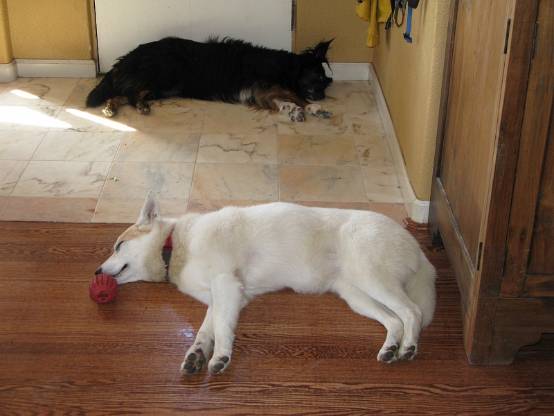 IMG_3910.JPG - While I'm busy in the kitchen, the dogs are the other thing.
