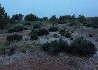 IMG 3746  Dawn.