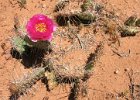 IMG 5161