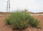 IMG 5264