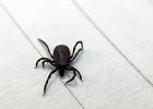 LessCuteBugs