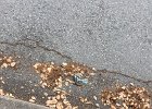Pandemic_Litter